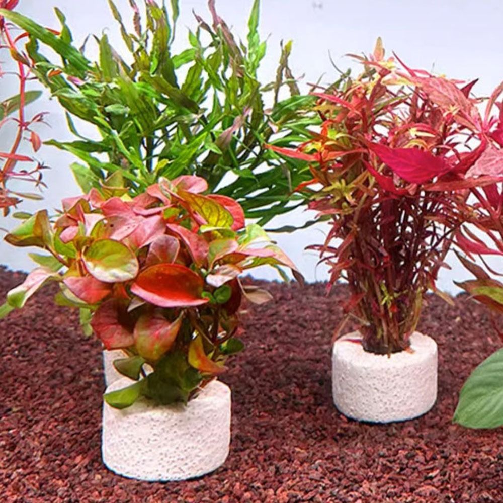 Planted Aquarium Pictures - 10 szt. Obciążone pierścienie do mocowania