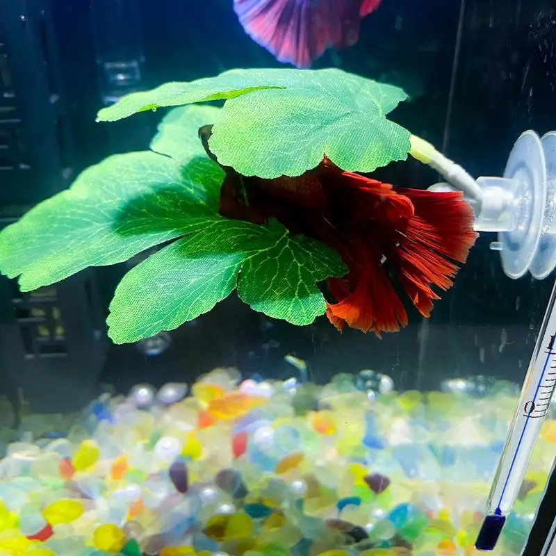 Planted Aquarium For Betta - Hamak z liści do akwarium dla