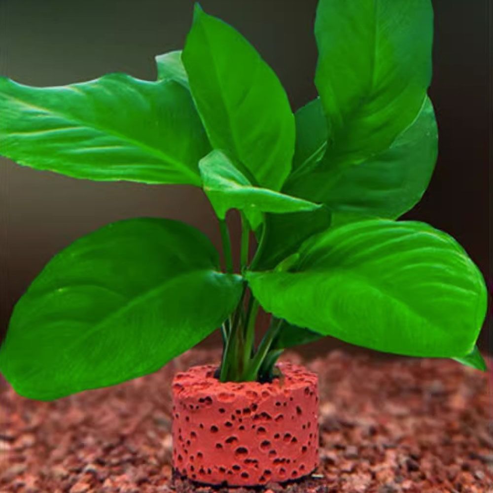 10 szt. Obciążone pierścienie  – Planted Aquarium Pictures recenzja i cena