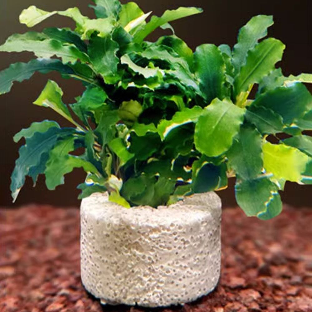 10 szt. Obciążone pierścienie  – Planted Aquarium Pictures recenzja i cena