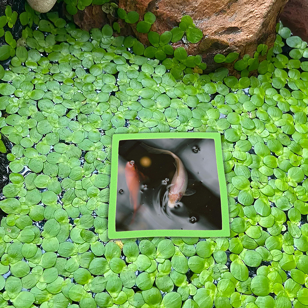 10 szt. pływających pierścieni – Planted Aquarium For Betta recenzja i cena