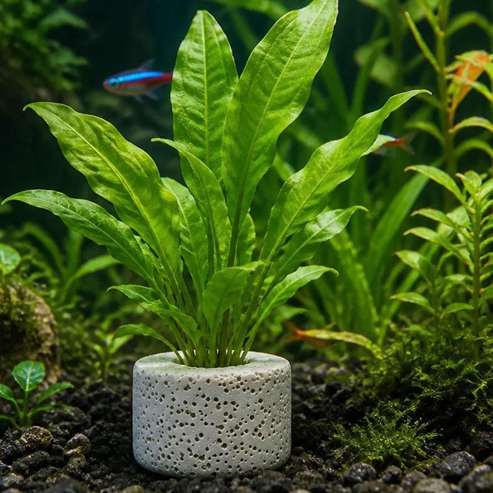 10 szt. obciążonych pierścieni – Planted Aquarium Pictures recenzja i cena