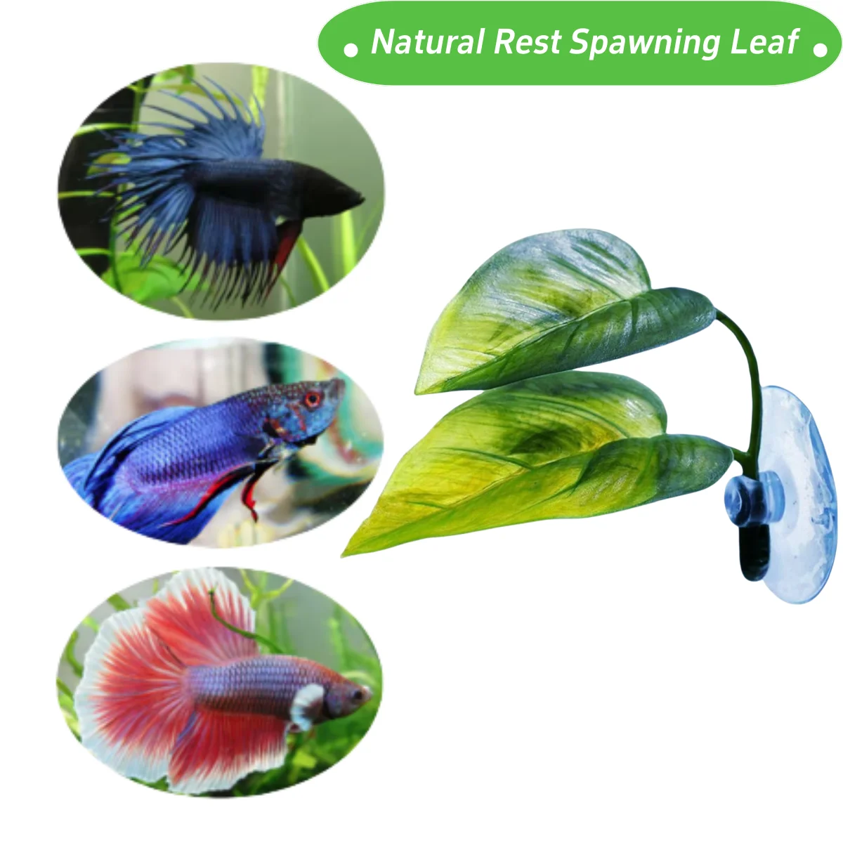Dekoracje do akwarium dla ryb, – Planted Aquarium For Betta recenzja i cena