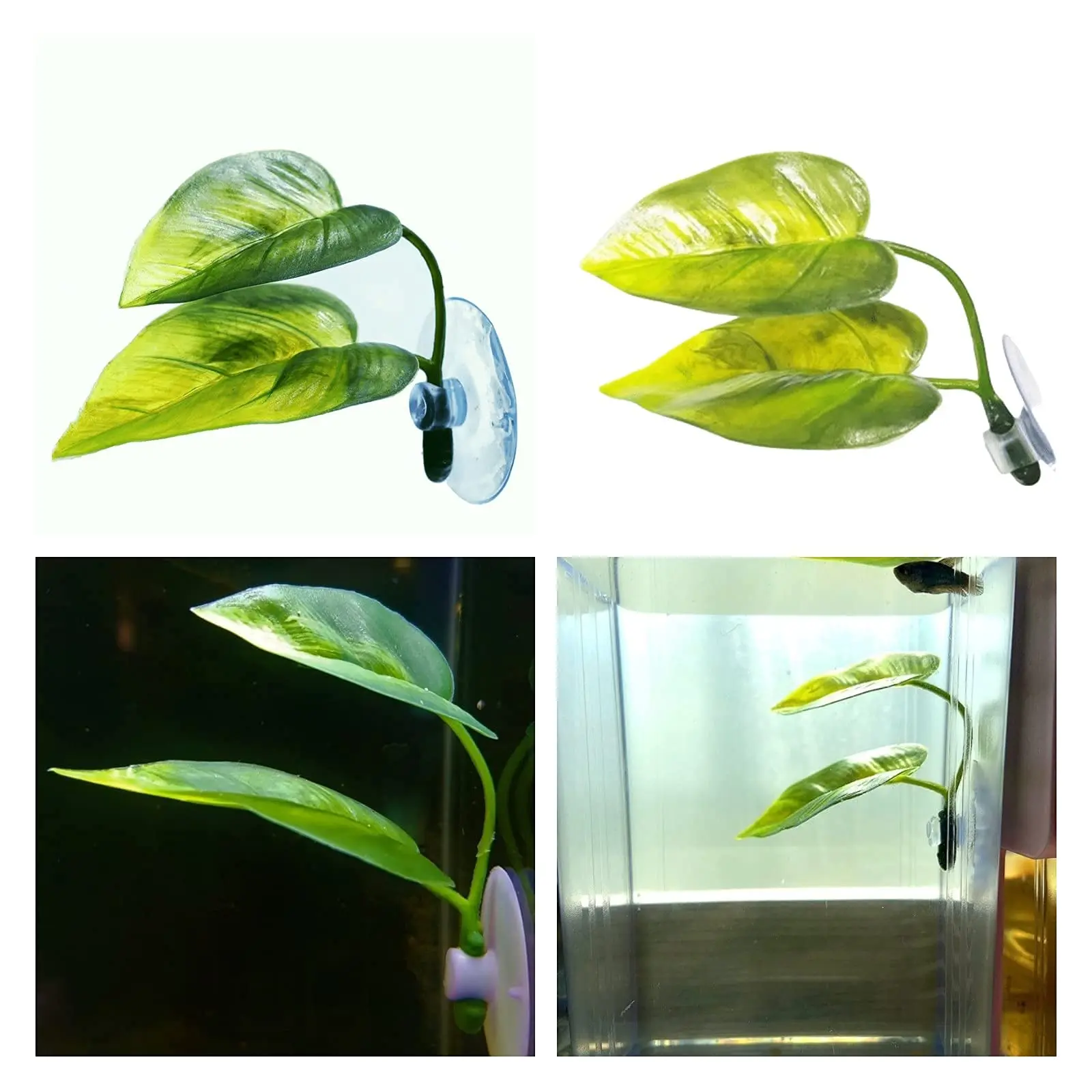 Dekoracje do akwarium dla ryb, – Planted Aquarium For Betta recenzja i cena