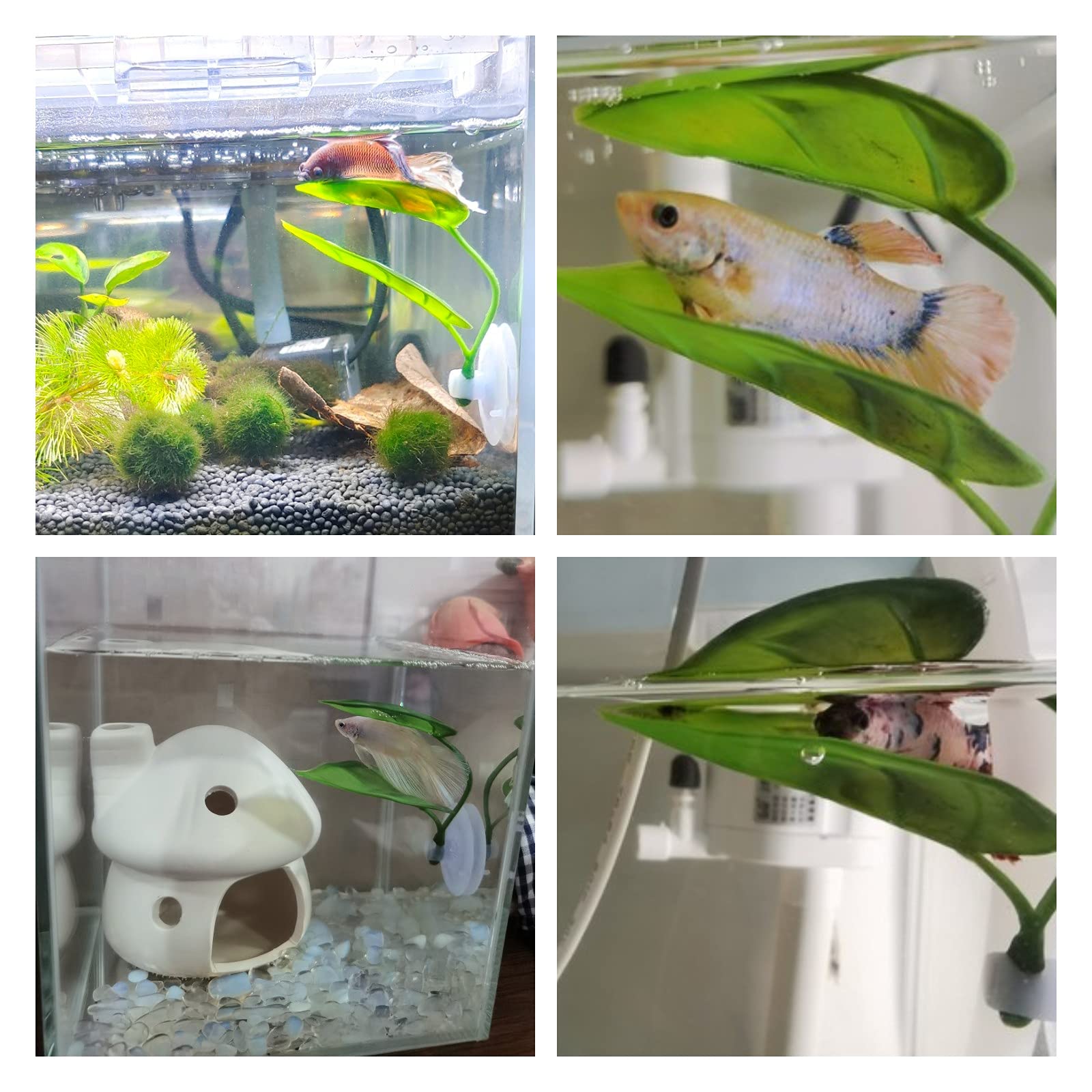 Dekoracje do akwarium dla ryb, – Planted Aquarium For Betta recenzja i cena