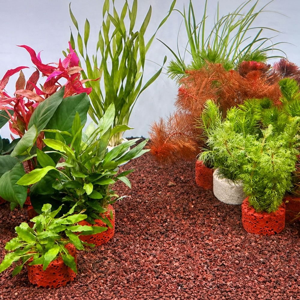 10 szt. Obciążone pierścienie  – Planted Aquarium Pictures recenzja i cena