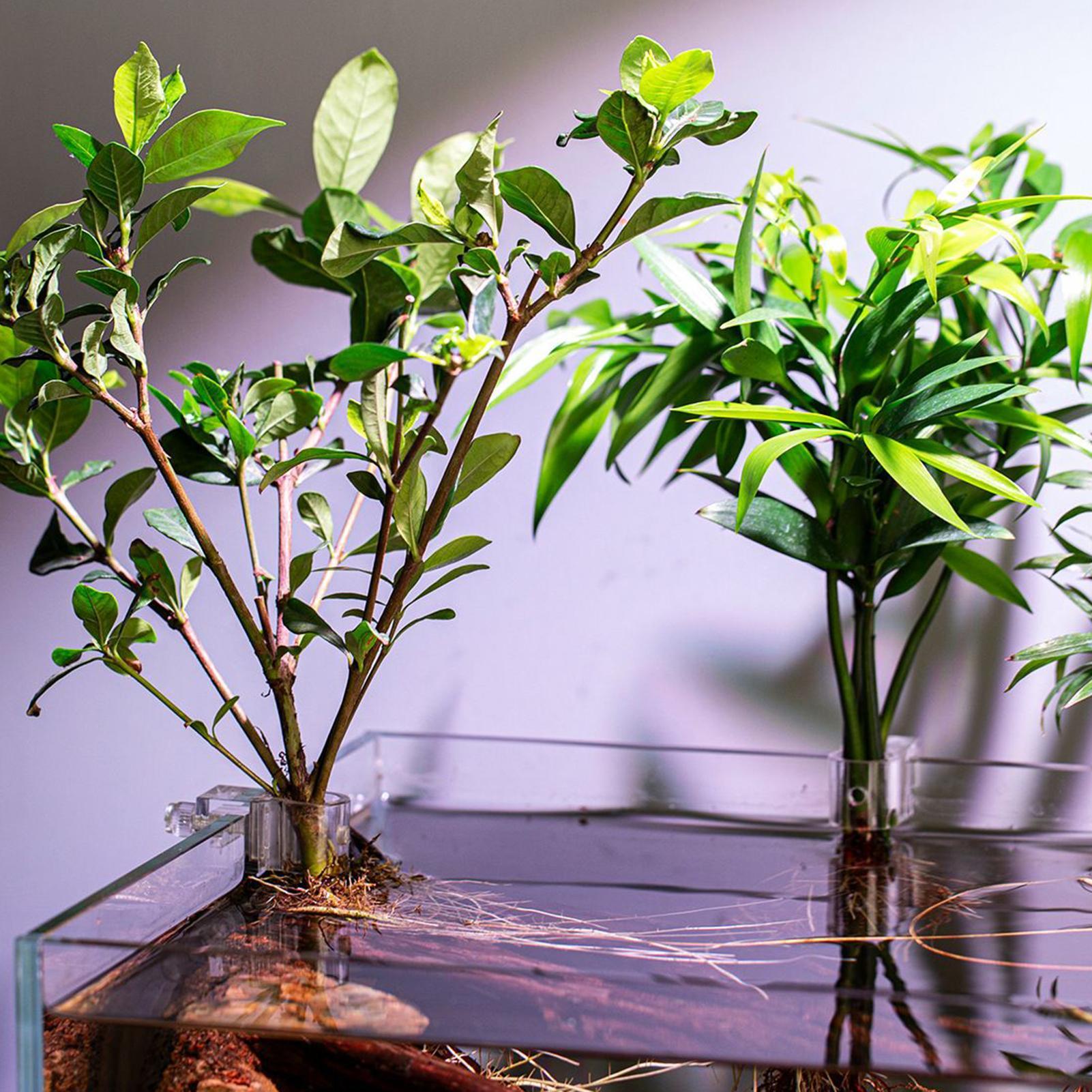 Mini doniczka do akwarium, 6 s – Planted Aquarium Mini recenzja i cena