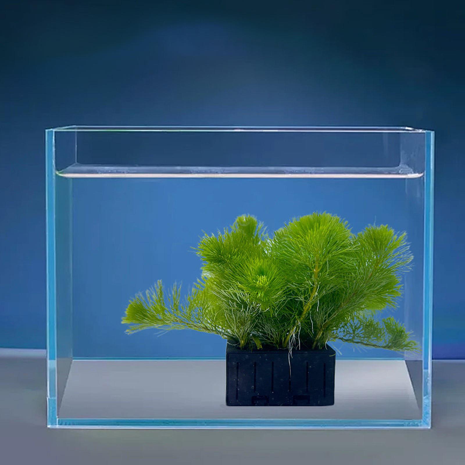 Kosz na rośliny akwariowe z tw – Planted Aquarium Mini recenzja i cena